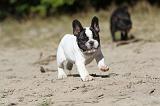 BOULEDOGUE FRANCAIS 188